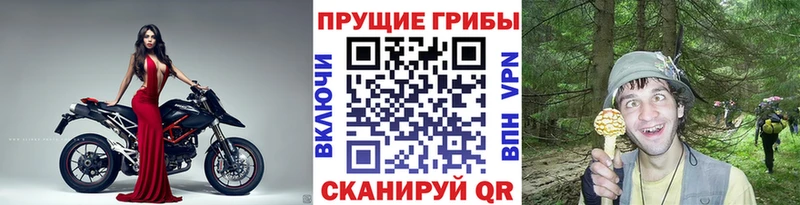 купить наркоту  Ветлуга  Псилоцибиновые грибы мицелий 